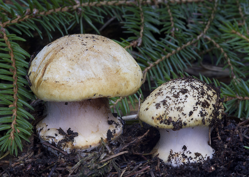 Cortinarius haasii